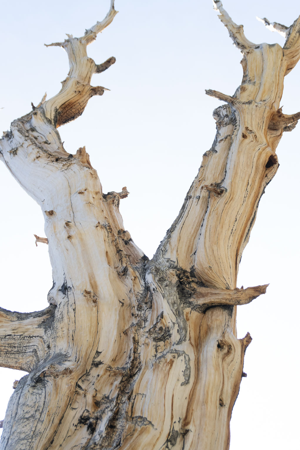 A time-worn bristlecone pine trunk with no more bark against a bright sky